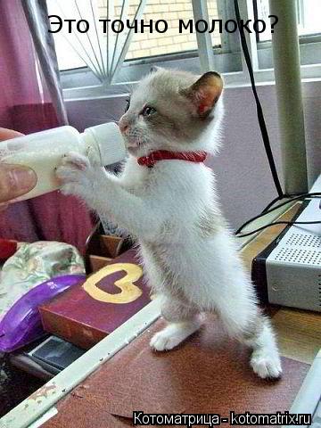 Котоматрица: Это точно молоко?