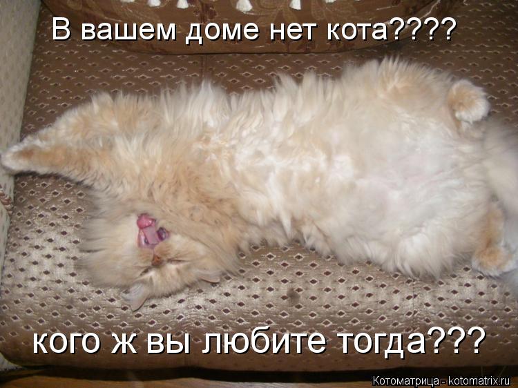 Котоматрица: В вашем доме нет кота???? кого ж вы любите тогда???