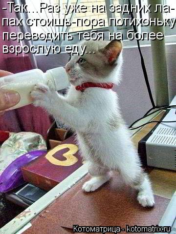 Котоматрица: -Так...Раз уже на задних ла- пах стоишь-пора потихоньку переводить тебя на более взрослую еду...
