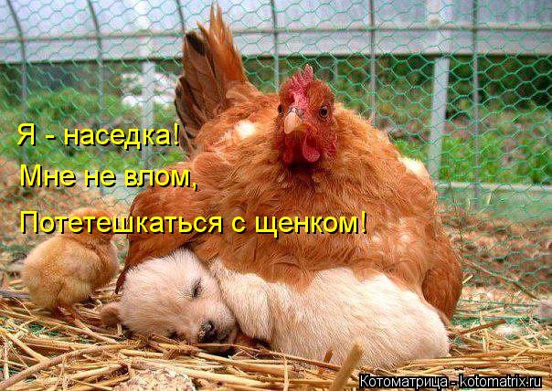 Котоматрица: Я - наседка! Мне не влом, Потетешкаться с щенком!