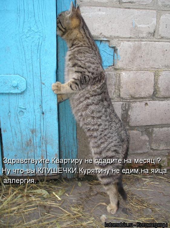 Котоматрица: Здравствуйте.Квартиру не сдадите на месяц ? Ну что-вы,КЛУШЕЧКИ.Курятину не едим,на яйца  аллергия.