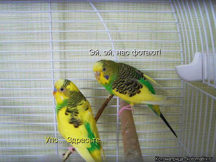 Котоматрица: Эй, эй, нас фотают! Упс... Здрасьте...