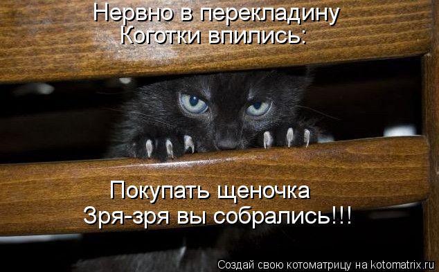 Котоматрица: Нервно в перекладину Коготки впились: Покупать щеночка Зря-зря вы собрались!!!
