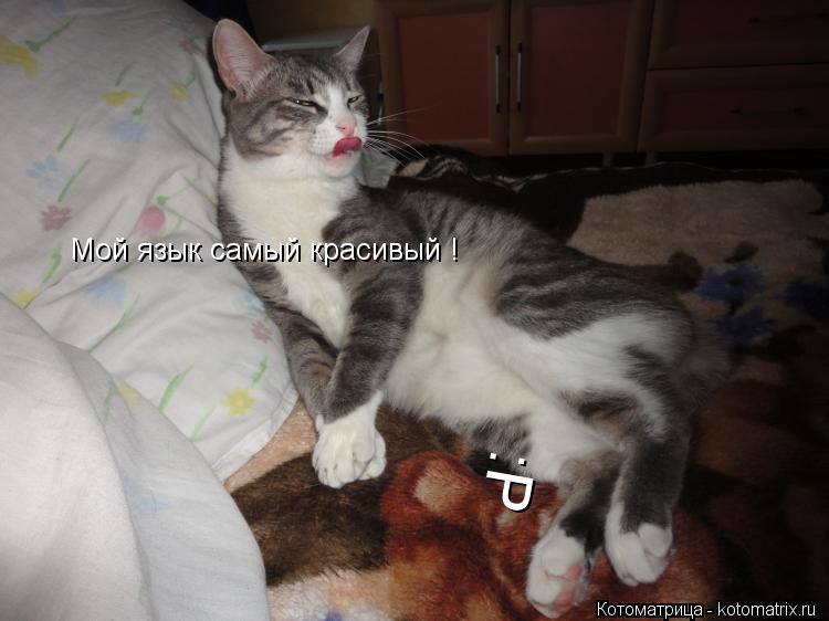 Котоматрица: Мой язык самый красивый ! :Р
