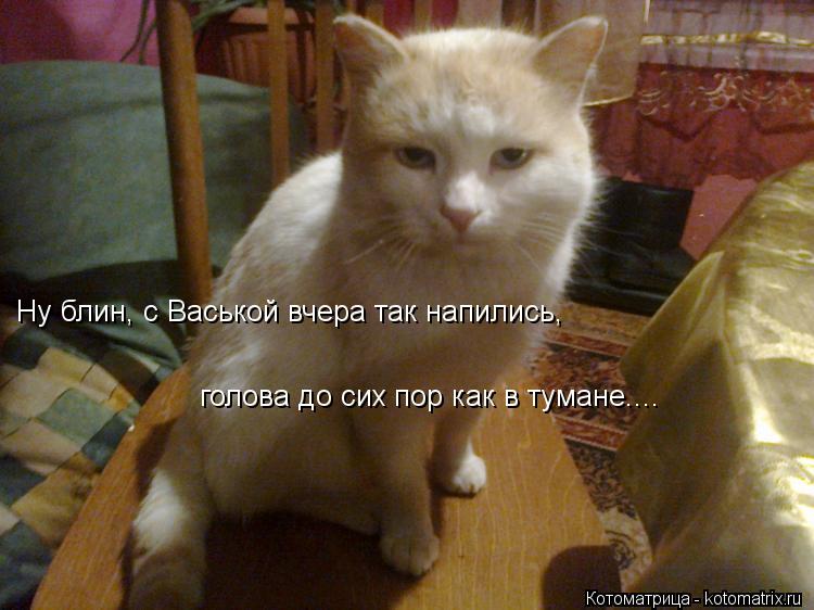 Ну блин, с Васькой вчера так напились, голова до сих пор как в тумане....... Котоматрица: Ну блин, с Васькой вчера так напились, голова до сих пор как в тумане....