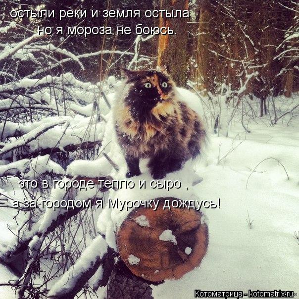 Котоматрица: остыли реки и земля остыла , но я мороза не боюсь. это в городе тепло и сыро , а за городом я Мурочку дождусь!
