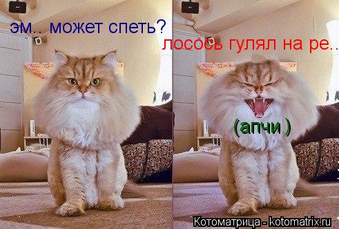 Котоматрица: эм.. может спеть? лосось гулял на ре.. апчи ( )