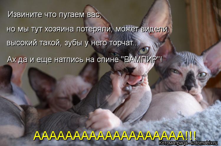 Котоматрица: Извините что пугаем вас, но мы тут хозяина потеряли, может видели, высокий такой, зубы у него торчат...   Ах да и еще натпись на спине "ВАМПИР"!   