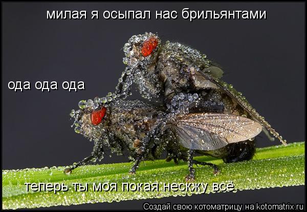 Котоматрица: милая я осыпал нас брильянтами теперь ты моя покая нескжу всё ода ода ода