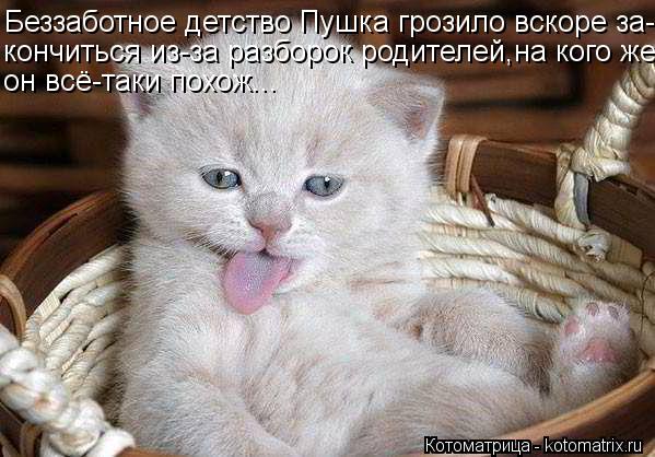 Котоматрица: Беззаботное детство Пушка грозило вскоре за- кончиться из-за разборок родителей,на кого же он всё-таки похож...