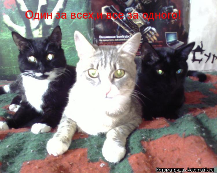 Котоматрица: Один за всех,и все за одного!