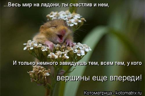 Котоматрица: ...Весь мир на ладони, ты счастлив и нем, И только немного завидуешь тем, всем тем, у кого вершины еще впереди!