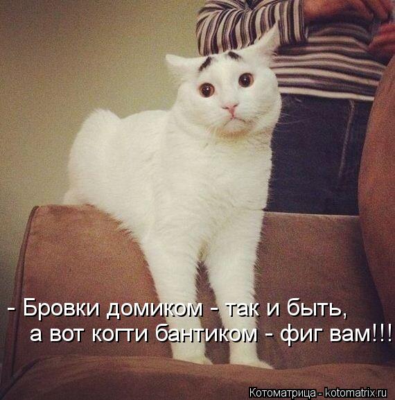 Котоматрица: - Бровки домиком - так и быть,  а вот когти бантиком - фиг вам!!!