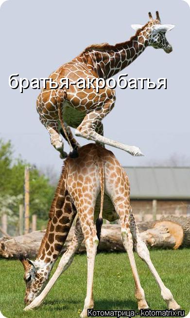 братья-акробатья... Котоматрица: братья-акробатья