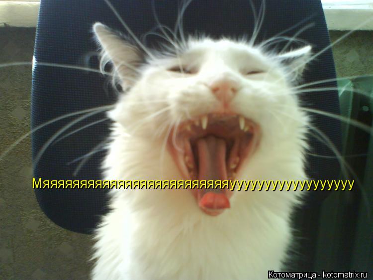 Котоматрица: Мяяяяяяяяяяяяяяяяяяяяяяяяяуууууууууууууууууу Мяяяяяяяяяяяяяяяяяяяяяяяяяуууууууууууууууууу