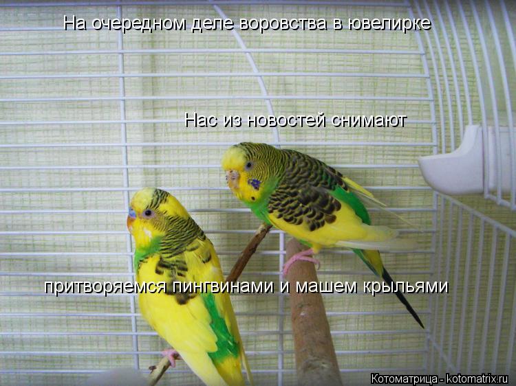 Котоматрица: Нас из новостей снимают На очередном деле воровства в ювелирке притворяемся пингвинами и машем крыльями