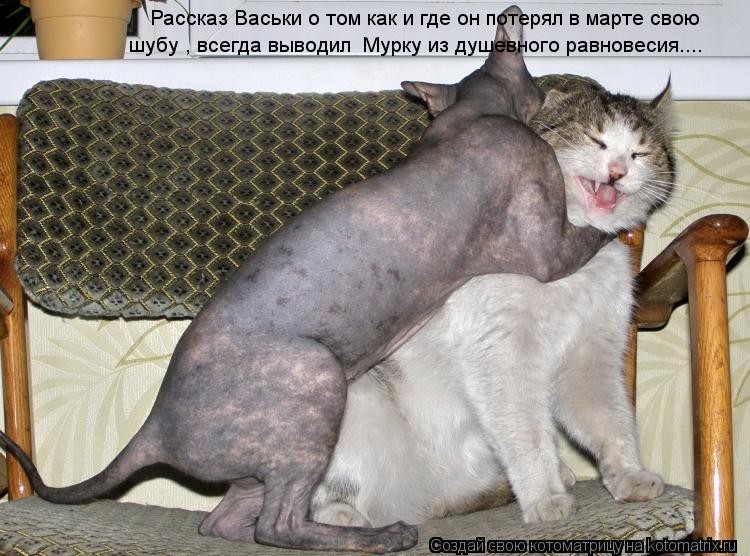 Котоматрица: Рассказ Васьки о том как и где он потерял в марте свою шубу , всегда выводил  Мурку из душевного равновесия....
