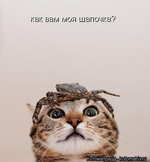 Котоматрица: как вам моя шапочка?
