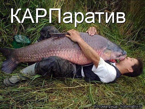 КАРПаратив... Котоматрица: КАРПаратив