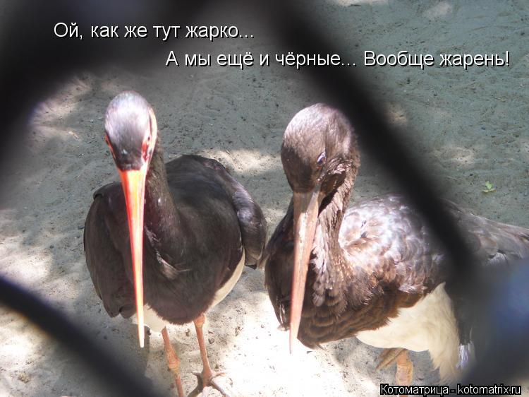 Котоматрица: Ой, как же тут жарко... А мы ещё и чёрные... Вообще жарень!