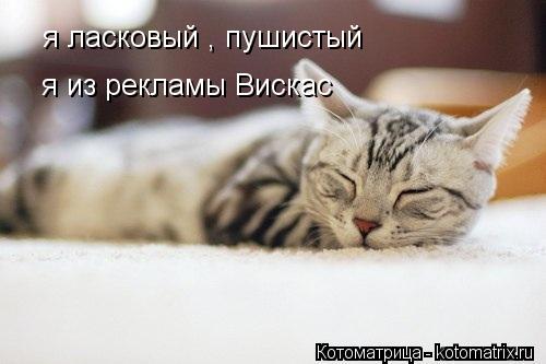 я ласковый , пушистый я из рекламы Вискас... Котоматрица: я ласковый , пушистый я из рекламы Вискас