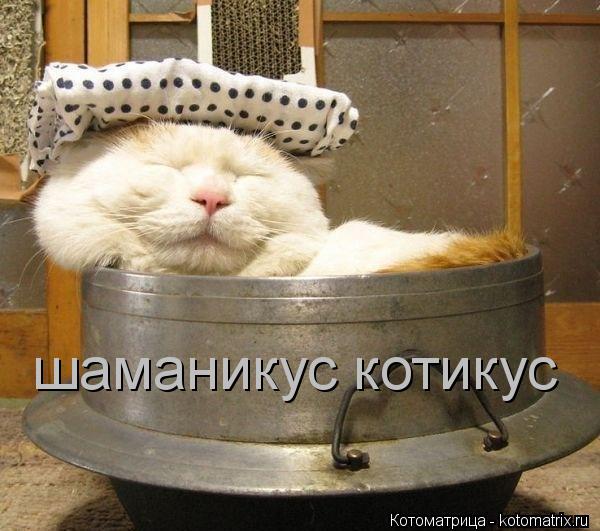 Котоматрица: шаманикус котикус