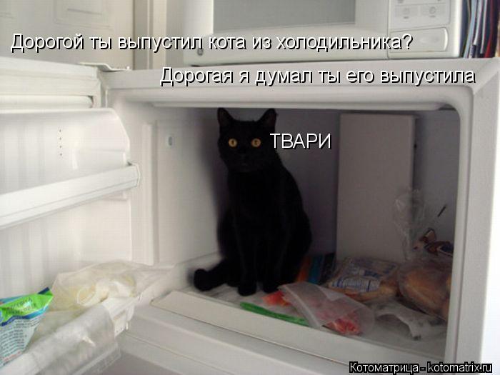 Котоматрица: Дорогой ты выпустил кота из холодильника? Дорогая я думал ты его выпустила ТВАРИ