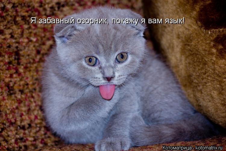 Котоматрица: Я забавный озорник, покажу я вам язык!