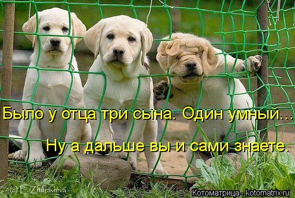 Котоматрица: Было у отца три сына. Один умный...    Было у отца три сына. Один умный...      Ну а дальше вы и сами знаете.