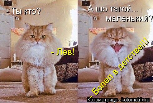 Котоматрица: - Лев! - Ты кто? - А шо такой... маленький? - Болел в детстве!!!