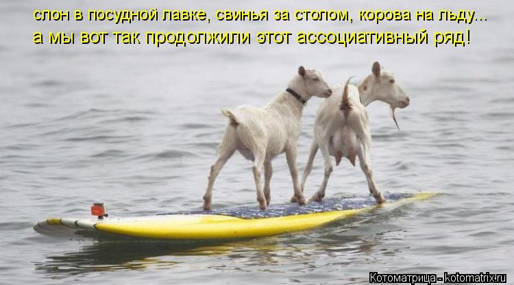 Котоматрица: слон в посудной лавке, свинья за столом, корова на льду... а мы вот так продолжили этот ассоциативный ряд!
