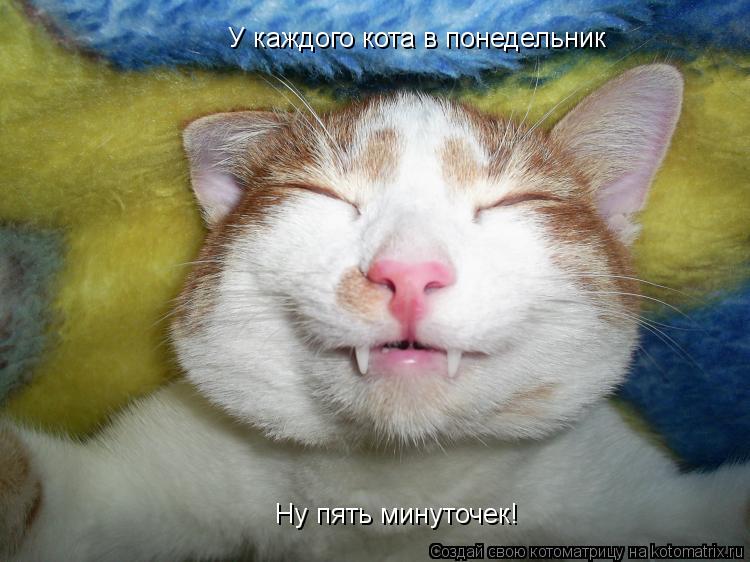 Ну пять минуточек! У каждого кота в понедельник... Котоматрица: Ну пять минуточек! У каждого кота в понедельник