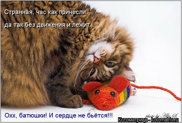 Котоматрица: Странная, час как принесли Охх, батюшки! И сердце не бьётся!!! да так без движения и лежит...