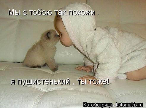 Котоматрица: Мы с тобою так похожи : я пушистенький , ты тоже!