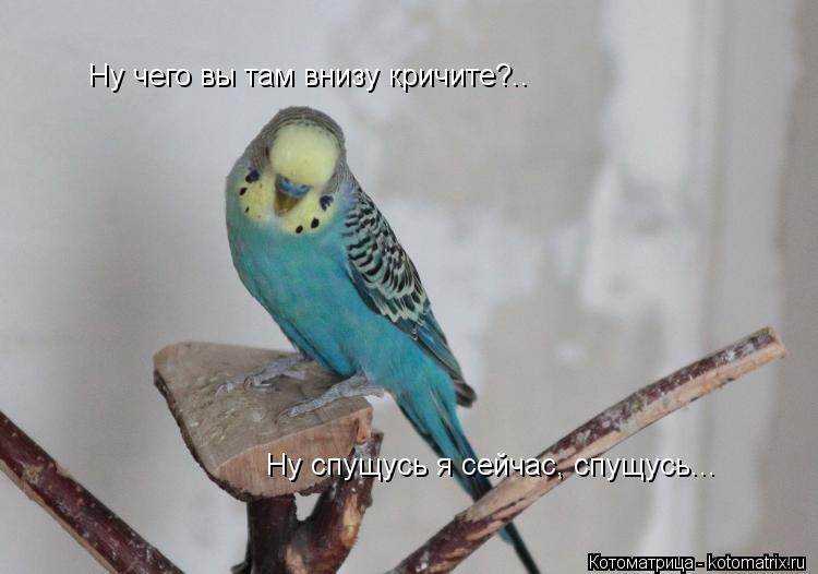 Котоматрица: Ну чего вы там внизу кричите?.. Ну спущусь я сейчас, спущусь...