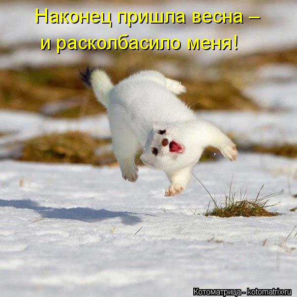 Котоматрица: Наконец пришла весна – и расколбасило меня!
