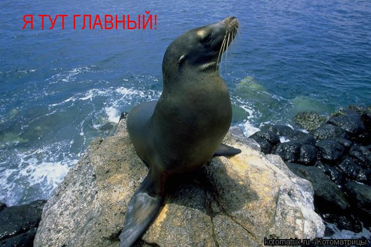 Котоматрица: Я ТУТ ГЛАВНЫЙ!