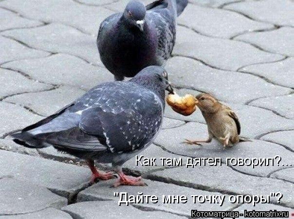 Котоматрица: Как там дятел говорил?... "Дайте мне точку опоры"?