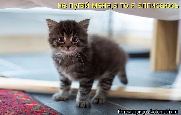 Котоматрица: не пугай меня,а то я апписаюсь