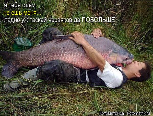 Котоматрица: я тебя съем не ешь меня... ладно уж таскай червяков да ПОБОЛЬШЕ