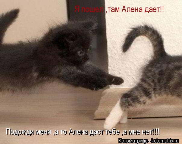 Подожди меня ,а то Алена даст тебе ,а мне нет!!!! Я пошел ,там Алена дает!!... Котоматрица: Подожди меня ,а то Алена даст тебе ,а мне нет!!!! Я пошел ,там Алена дает!!