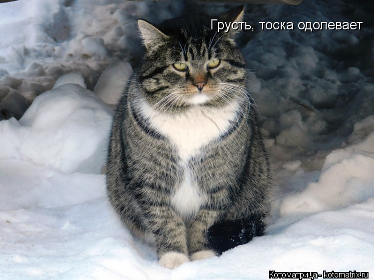 Котоматрица: Грусть, тоска одолевает