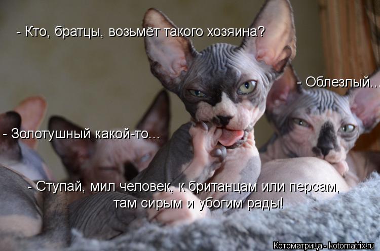 Котоматрица: - Кто, братцы, возьмёт такого хозяина? - Облезлый...  - Золотушный какой-то... - Ступай, мил человек, к британцам или персам, там сирым и убогим рад