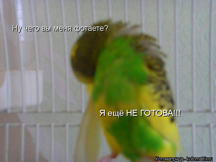 Котоматрица: Ну чего вы меня фотаете? Я ещё НЕ ГОТОВА!!!