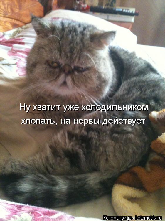 Котоматрица: Ну хватит уже холодильником хлопать, на нервы действует