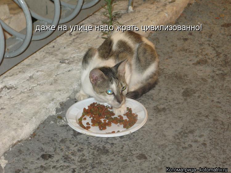 Котоматрица: даже на улице надо жрать цивилизованно!