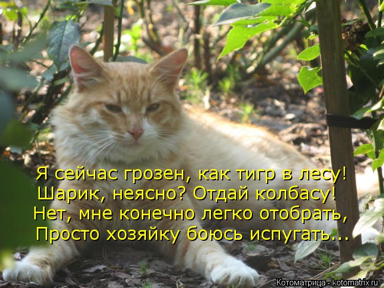 Котоматрица: Я сейчас грозен, как тигр в лесу! Шарик, неясно? Отдай колбасу! Нет, мне конечно легко отобрать, Просто хозяйку боюсь испугать...