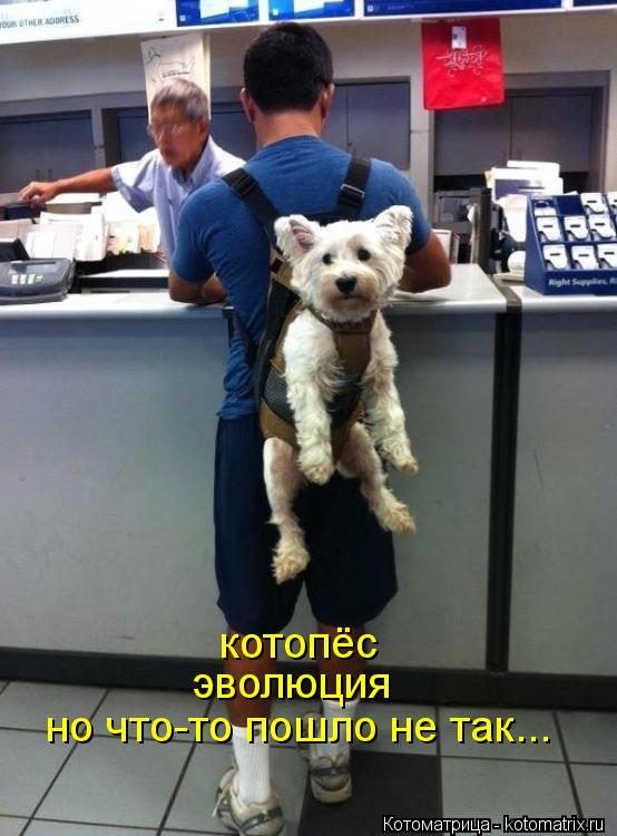 Котоматрица: котопёс эволюция но что-то пошло не так...