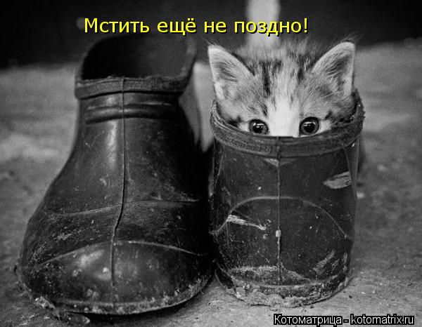 Мстить ещё не поздно!... Котоматрица: Мстить ещё не поздно!