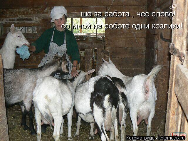 Котоматрица: шо за работа , чес слово! со мной на роботе одни козлихи!